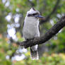 Kookaburra 2 - Gloucester, NSW