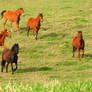 Foals frolic - Comboyne, NSW