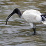 Ibis catching prawns 1 - NSW