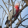 Galah at Scone 2 - NSW