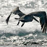 Galapagos revisited - pelican flight 1