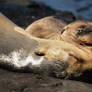 Galapagos revisited - mother and baby fur seal