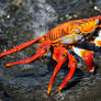 Galapagos revisited - Sally Lightfoot crab 2