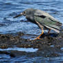 Galapagos revisited - lava heron 1