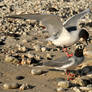 Galapagos revisited - swallowtail gulls mating 1