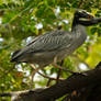 Guayaquil revisited - striated heron 1