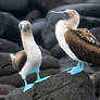 Galapagos revisited - blue footed boobies