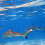 Mo'orea revisited - reef sharks 1