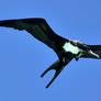 Mo'orea revisited - frigate bird flight