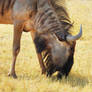Zimbabwe revisited - wildebeest 1