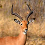 Botswana revisited - impala portrait