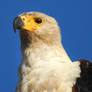 Botswana revisited - African fish eagle 3