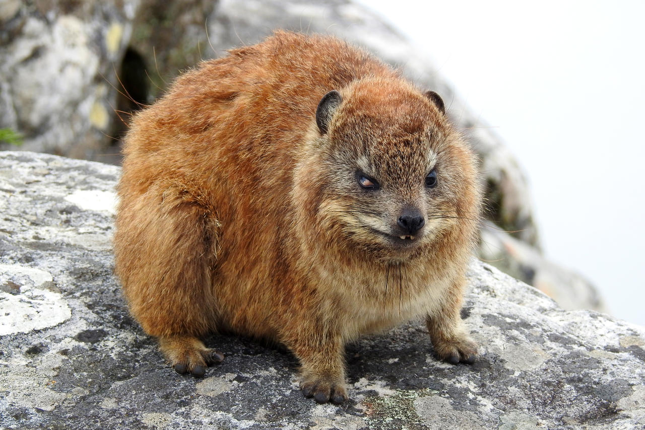 South Africa Revisited Rock Hyrax 1 By Wildplaces On DeviantArt south-africa-revisited-rock-hyrax-1-by-wildplaces-on-deviantart