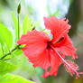 Lord Howe Island - hibiscus 1