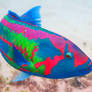 Lord Howe Island - surge wrasse 1