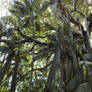 Lord Howe Island - banyan tree 1