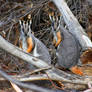 Yellow-footed rock wallabies - South Australia