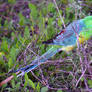 Red-rumped parrot 1 - Wilcannia, NSW