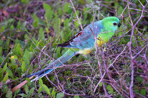 Red-rumped parrot 1 - Wilcannia, NSW