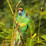 Port Lincoln parrot - Mypolonga, South Australia