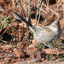 Chirruping wedegbill - Broken Hill NSW