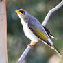 Yellow-throated miner 1 - Wilcannia, NSW