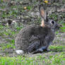 Avoca bunny 1