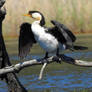 Pied cormorant 2 - Bulbararing lagoon