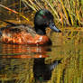 Duck on Bulbararing lagoon 3