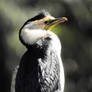 Pied cormorant 3 - Bulbararing lagoon