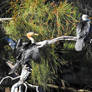 Pied cormorants - Bulbararing lagoon