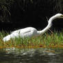Great egret 4 - Bulbararing Lagoon
