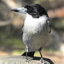 Butcher bird beside Bulbararing lagoon 1