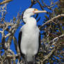 Pied cormorant 2 - Cochrone lagoon