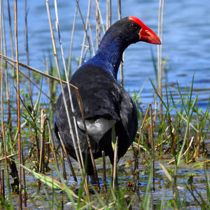 Purple swamphen 3 - Bulbararing lagoon