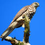 Brown goshawk 2 - Sutton Forest