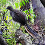 Lyre bird 1 - Katoomba