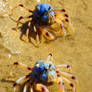 Soldier crabs 1 - Urunga, NSW 22