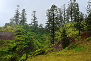 Pine tree escarpment 1 - Norfolk Island