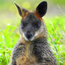 Swamp wallaby 1 - Port Fairy