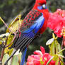 Crimson rosella 1 - Otway, Victoria