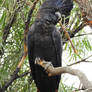 Red-tailed black cockatoo 1 - central Australia