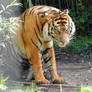 Sumatran tiger 1 - Mogo Zoo