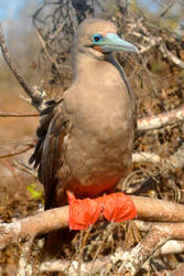 Galapagos revisited - red footed booby