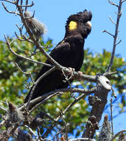 Yellow-tailed black cockatoo 1 - McMasters Beach