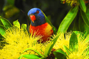 Queensland revisited - rainbow lorikeet