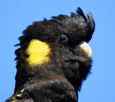 Black cockatoo portrait - McMasters Beach