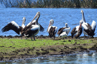 Pelicans 1 - Wyong Wetlands 2023