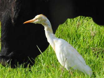 Cattle egret 2 - Wyong Wetlands 2023