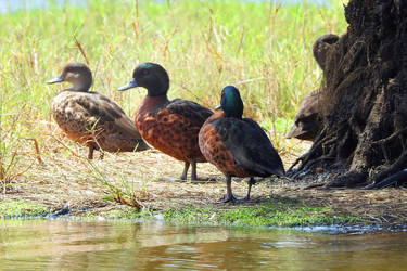 Ducks at Bulbararing Lagoon - 2023